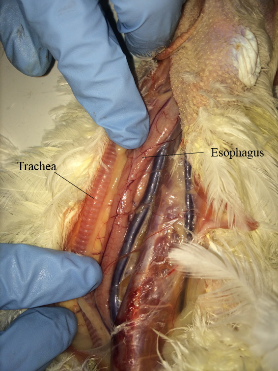 Internal Anatomy - Digestive System - Chicken Anatomy