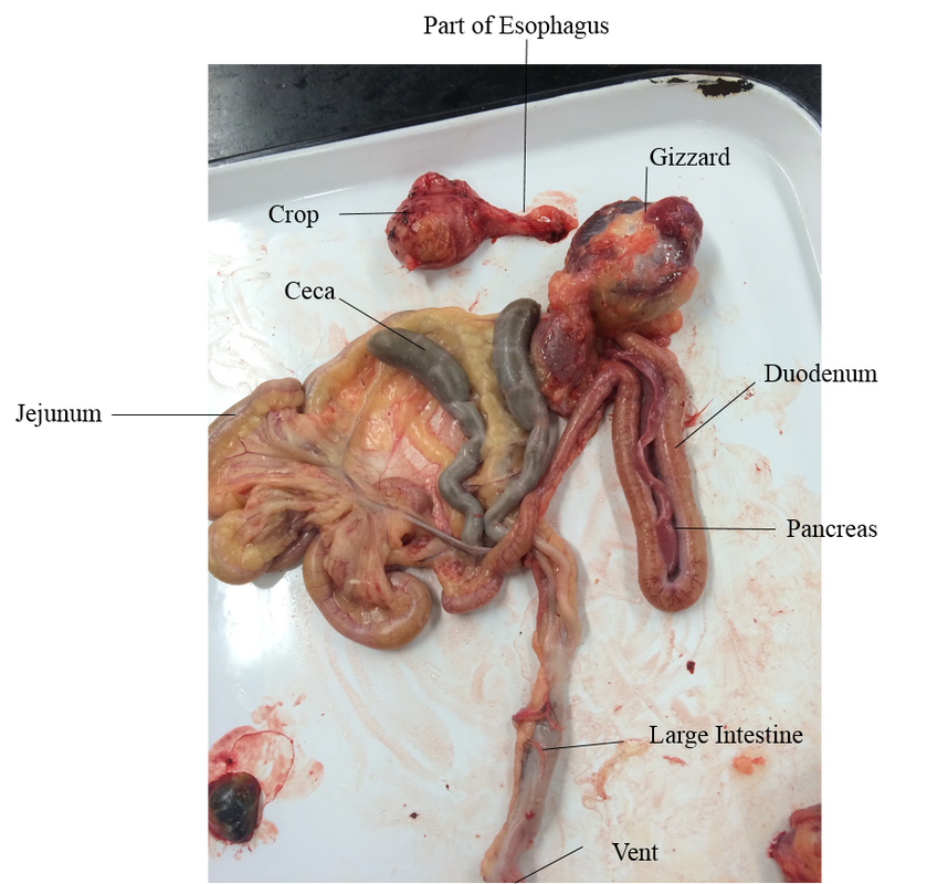 Internal Anatomy - Digestive System - Chicken Anatomy
