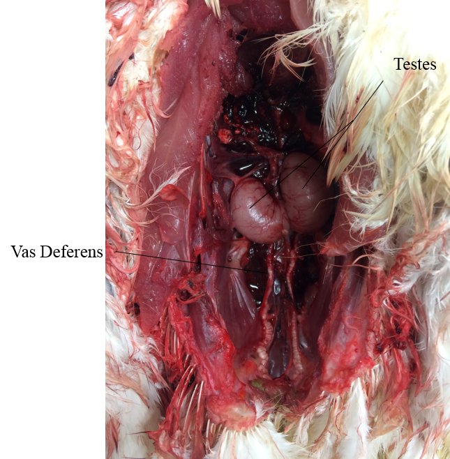 Internal Anatomy - Reproductive System - Chicken Anatomy