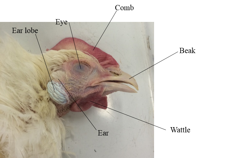 External Anatomy - Chicken Anatomy